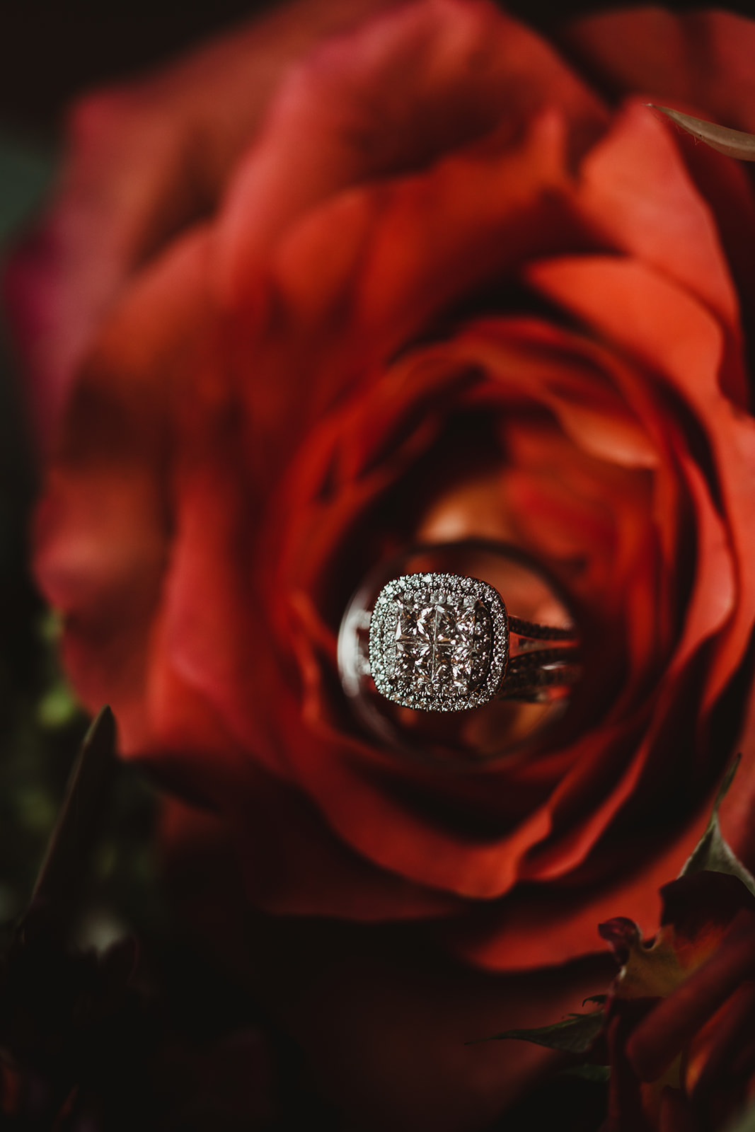 A sparkling cushion shaped wedding ring is photographed in red roses. Ring shot Close up photography Chippewa Valley Wedding #dixonappleorchard #orchardweddingvenue #outdoorwedding #appleorchardwedding #wisconsonweddingvenue